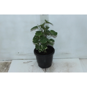 ARVORE DA FELICIDADE BALFOURIANA VARIEGATA P17
