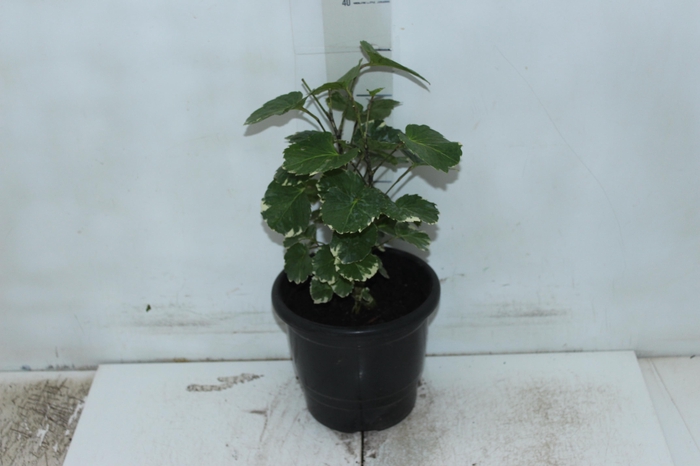 <h4>ARVORE DA FELICIDADE BALFOURIANA VARIEGATA P17</h4>