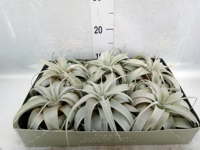 <h4>Tillandsia xerographica</h4>