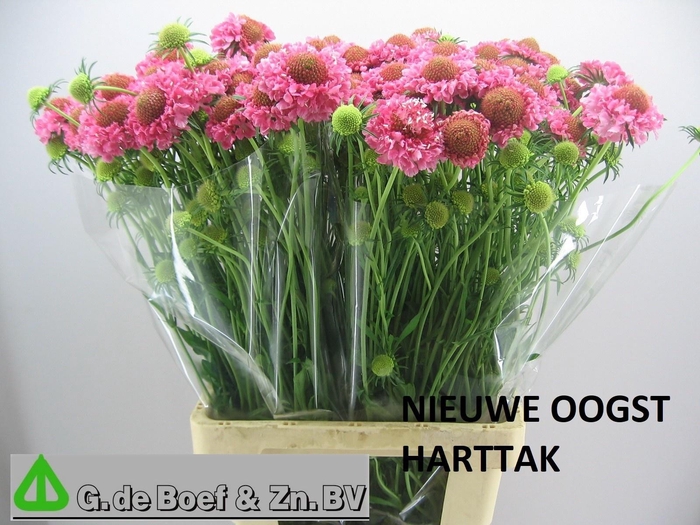 <h4>SCAB AT CANDY SCOOP</h4>