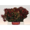Leucadendron Blush Spray