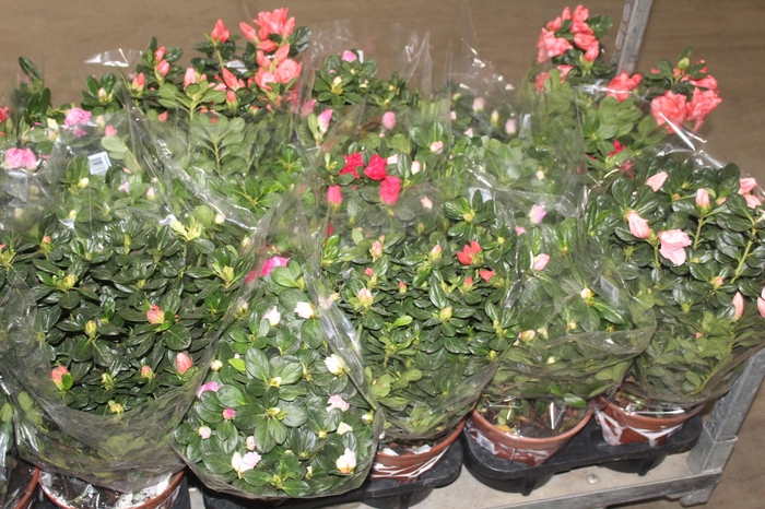 <h4>AZALEIA P20</h4>