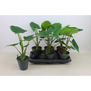 PLANTEN OV