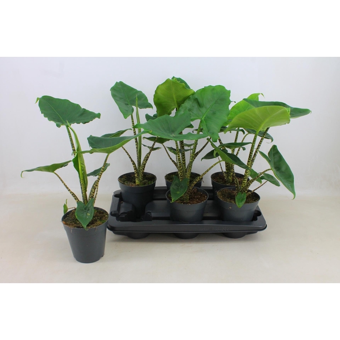 <h4>PLANTEN OV</h4>