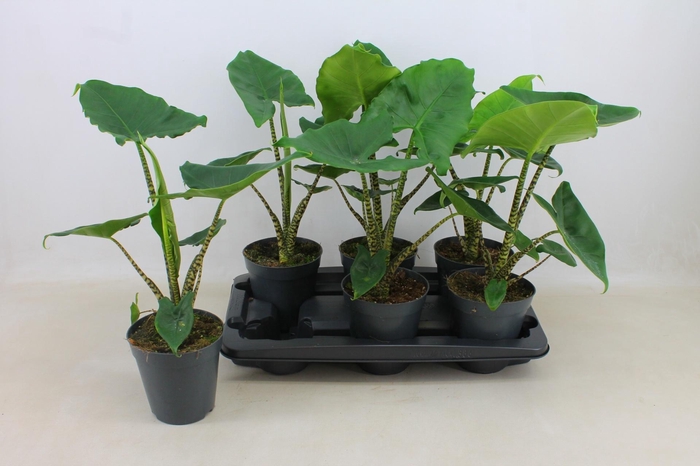 PLANTEN OV