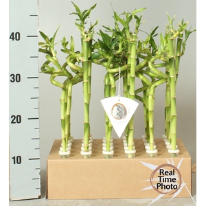 DRA LUCKY BAMBOO