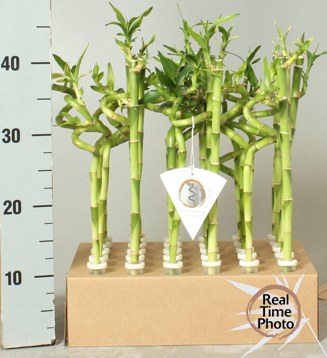 <h4>DRA LUCKY BAMBOO</h4>