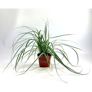 Carex oshimensis Everest