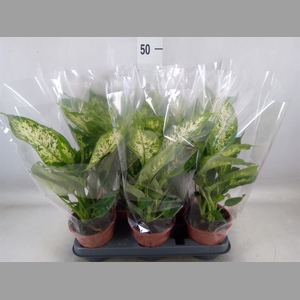 Dieffenbachia  'Compacta'