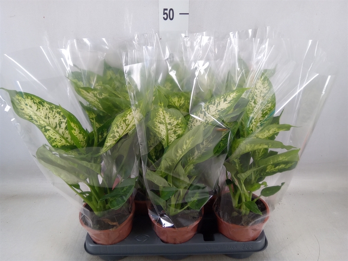 <h4>Dieffenbachia  'Compacta'</h4>