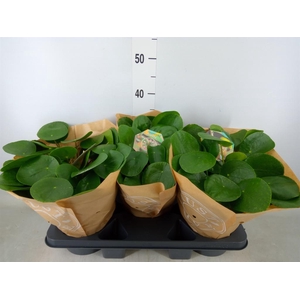 Pilea peperomioides