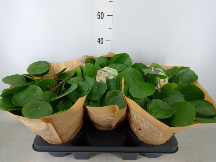 <h4>Pilea peperomioides</h4>