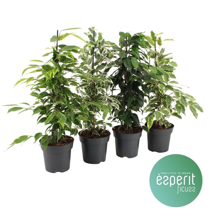 Ficus benja.   ...mix
