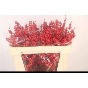 Ilex Ve Rode Bes 70cm