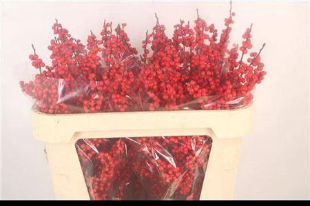 <h4>Ilex Ve Rode Bes 70cm</h4>