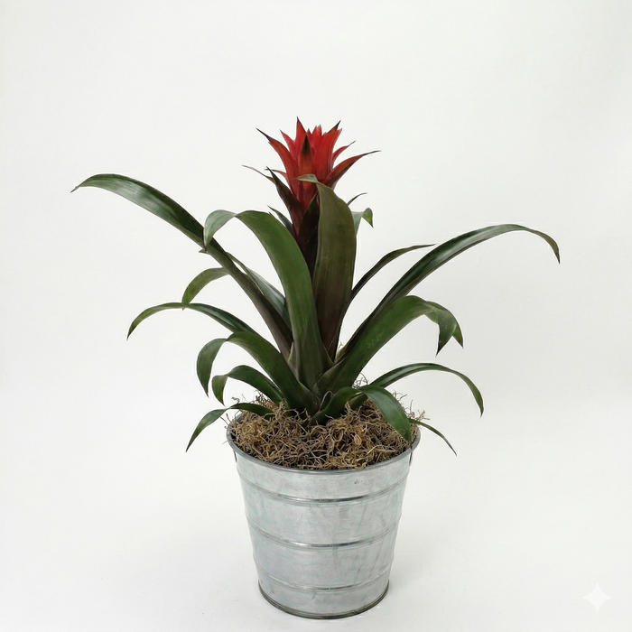 <h4>assemblage pot zinc</h4>