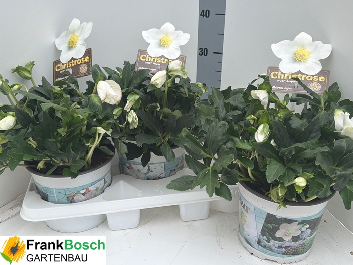 <h4>HELL NI HGC JASPER</h4>