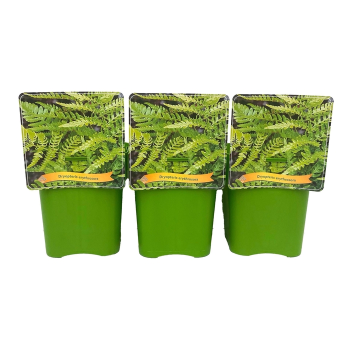 Dryopteris erythrosora