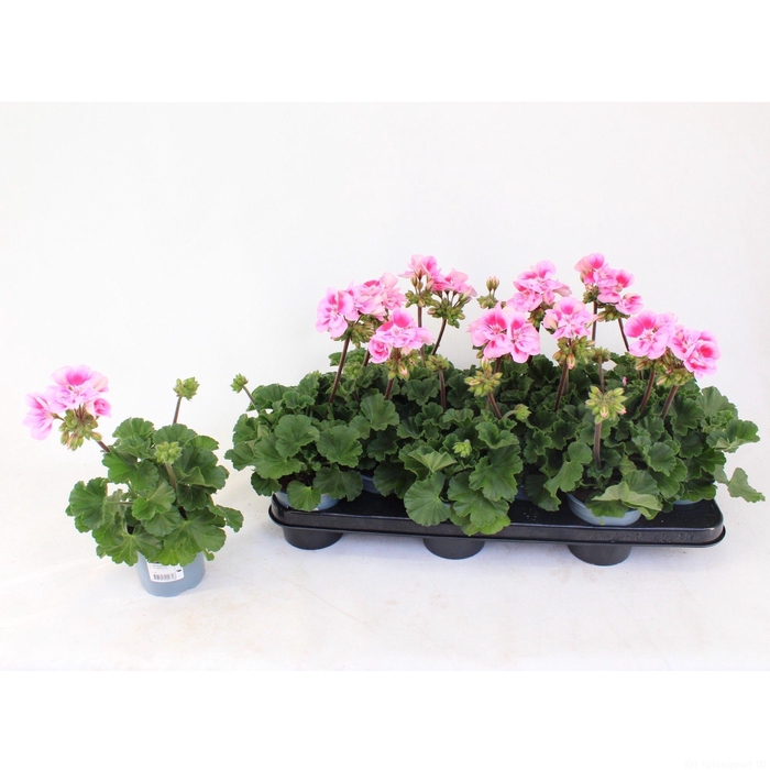 <h4>Pelargonium Zonale Toscane Linus</h4>