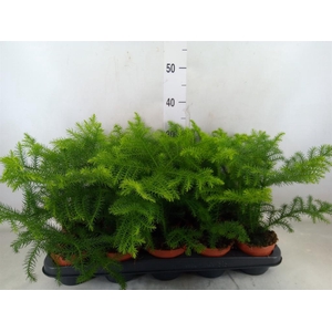 Araucaria heterophylla