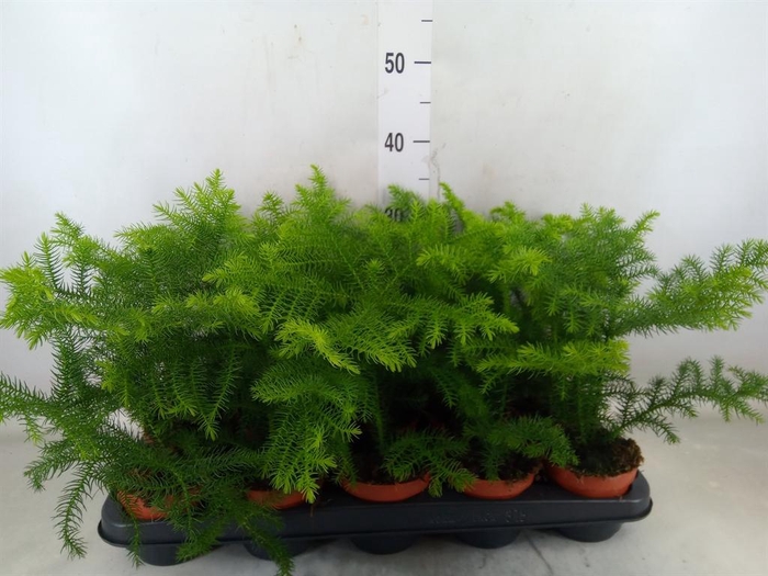 <h4>Araucaria heterophylla</h4>