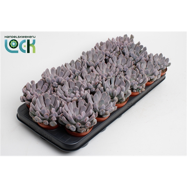 <h4>Echeveria monica</h4>