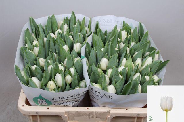 <h4>Tu En Antarctica</h4>