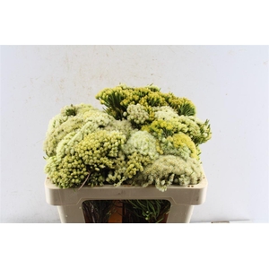 Kaaps Nebelia Paleacea