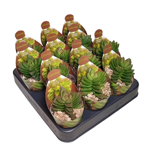 CRASSULA 'BENJAMIN' - POT Ø 6,5 - COLLECTION WITH POTCOVER (SUCCULENTEN)