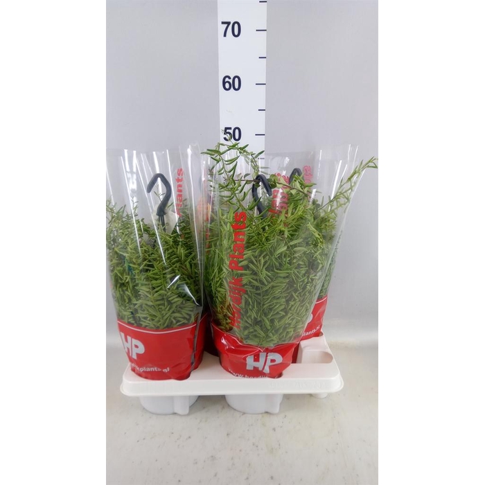 <h4>Aeschynanthus  'Green Star'</h4>