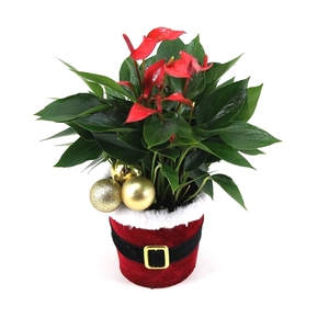 Anthurium XL.67 Trillions Red 12cm in kerstpakpot Santi met kerstbalbijsteker