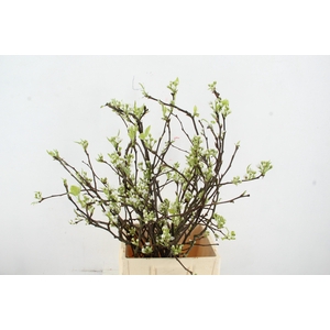 PERENBLOESEM SHINSEIKI PER STEM 080CM