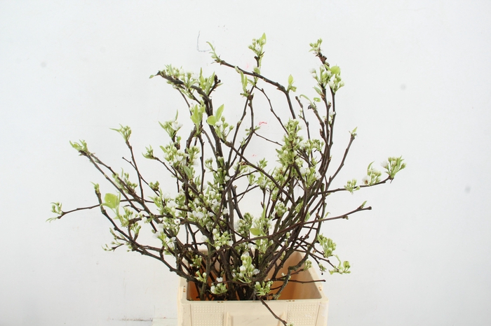 <h4>PERENBLOESEM SHINSEIKI PER STEM 080CM</h4>