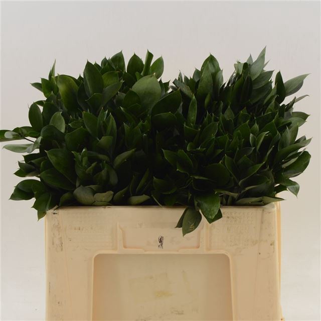 <h4>RUSCUS HYPOPHYLLUM</h4>