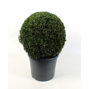 Buxus sempervirens 40-45cm Bol