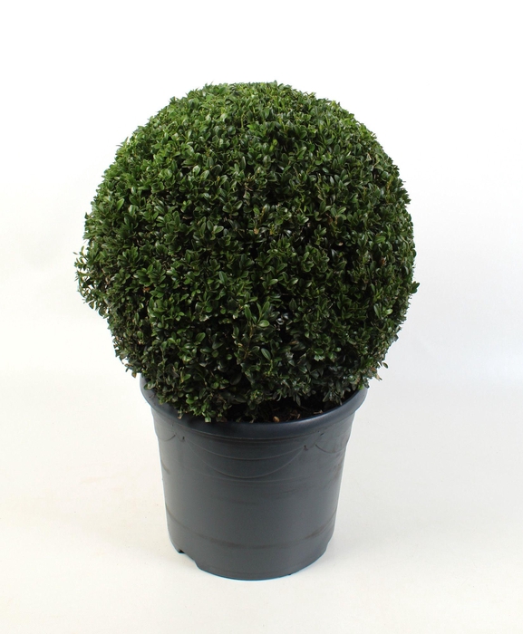 <h4>Buxus sempervirens 40-45cm Bol</h4>
