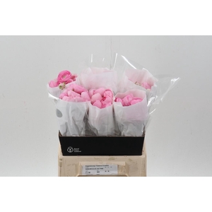Ran Pink Ecu 40cm