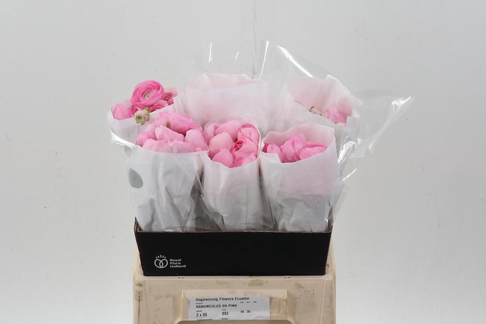 <h4>Ran Pink Ecu 40cm</h4>