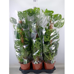 Monstera obliqua 'Monkey Mask'