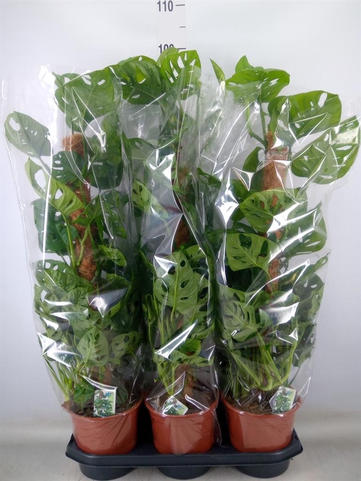 <h4>Monstera obliqua 'Monkey Mask'</h4>