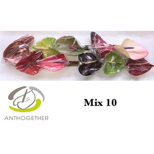 Anthurium andr.   ...mix