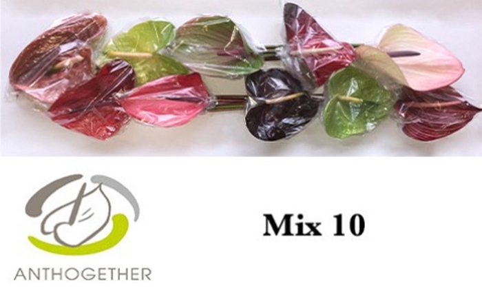 <h4>Anthurium andr. ...mix</h4>