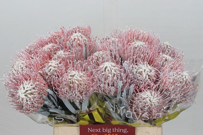 <h4>Nutans Painted White</h4>