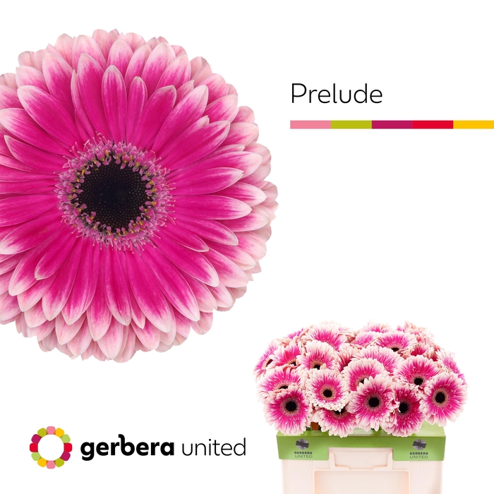 <h4>Gerbera Prelude Water</h4>