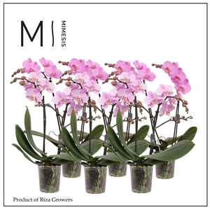 Phalaenopsis Multi Light Pink 2 spike - 12cm | Mimesis