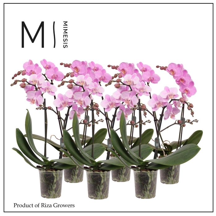 <h4>Phalaenopsis Multi Light Pink 2 spike - 12cm | Mimesis</h4>