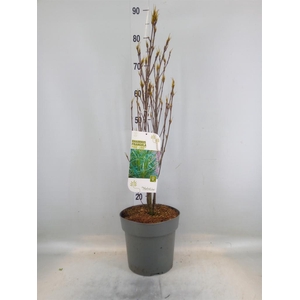 Heesters   ...             [Scrubs]