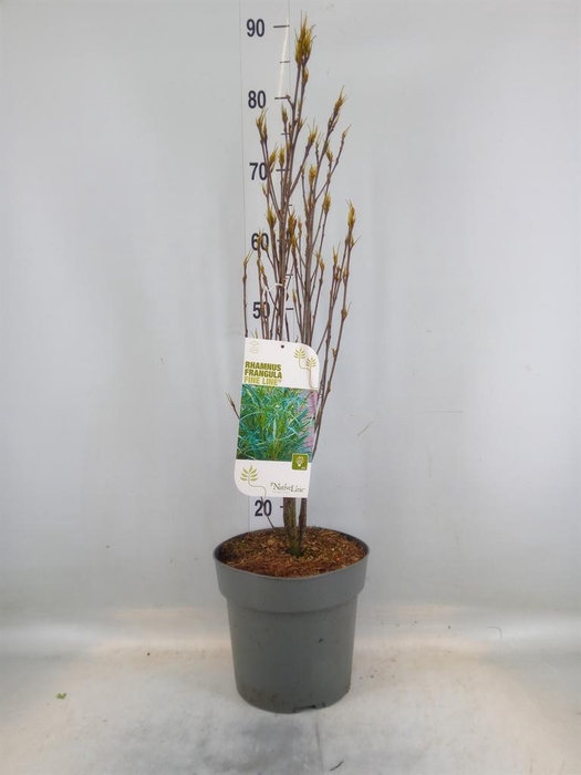 <h4>Heesters   ...             [Scrubs]</h4>