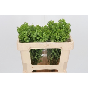 Lepidium Butterfly