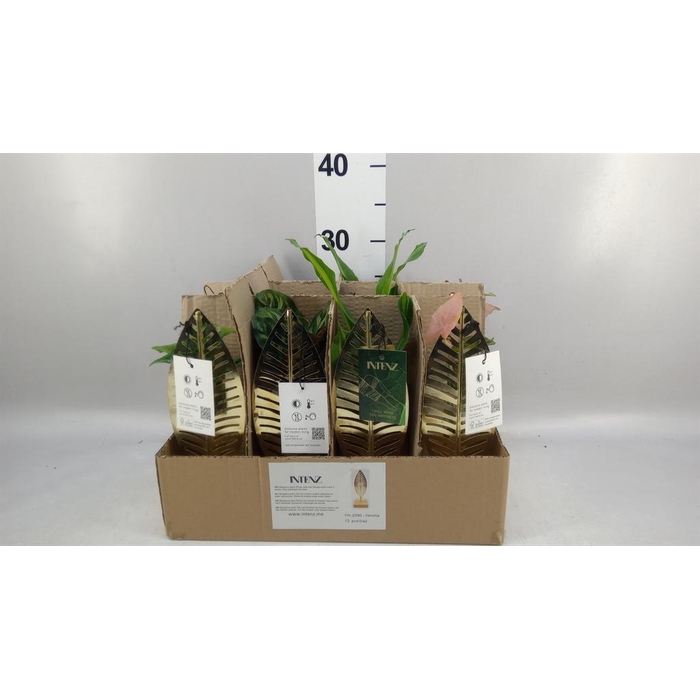 <h4>Planten  ..mix</h4>